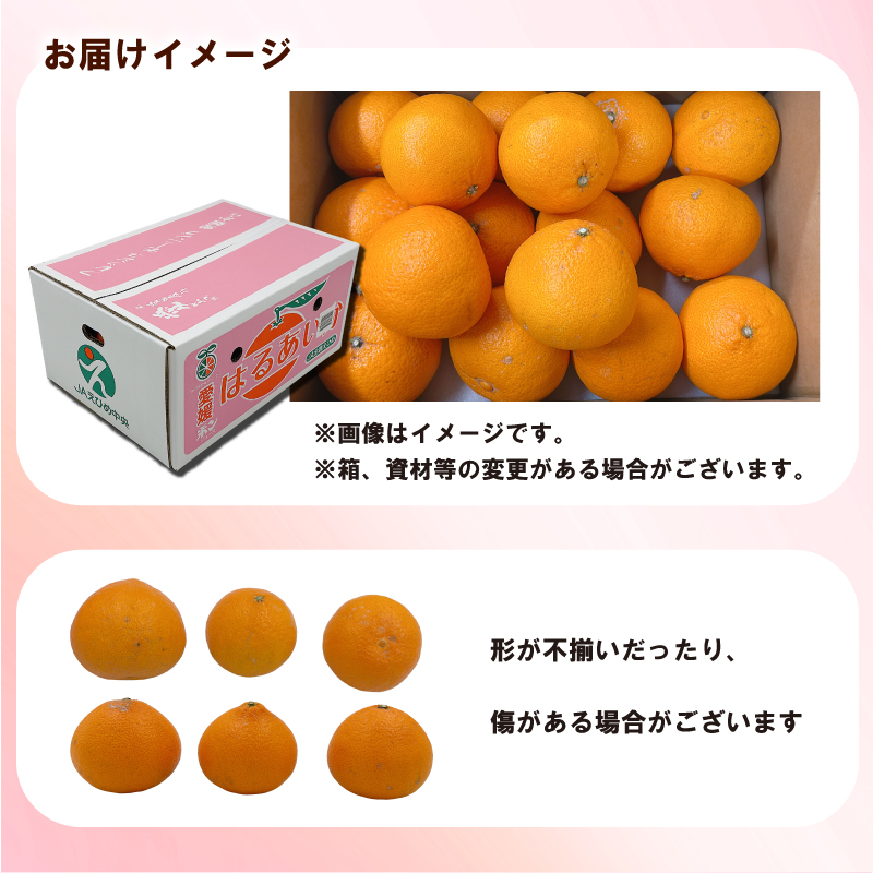 【3月上旬頃順次発送】　愛媛県産 はるあいか 5.0kg <M~4Lサイズ> ｜ 紅プリンセス と同品種 紅まどんな と 甘平 の交配種 愛媛果試第48号 愛果48号 はるあいか みかん 国産 フルーツ 果物 くだもの お取り寄せ 産地直送 数量限定 人気 おすすめ 愛媛県 松山市 送料無料 フジ・アグリフーズ