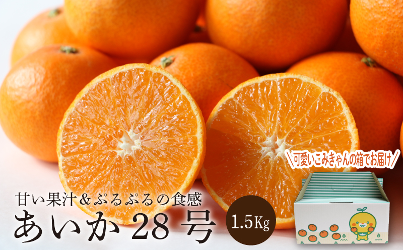 【先行予約】【2024年11月下旬頃から発送】 みかん あいか28号 1.5kg（5～8玉） 愛媛 みかん あいか あいか28号 愛果 愛果28号 紅マドンナ 紅まどんな 蜜柑 柑橘 果物 贈答 愛媛のみかん くだもの フルーツ 愛媛県 松山市