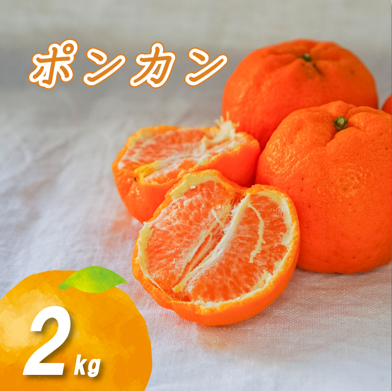 ポンカン 2kg 低農薬栽培 【2026年2月中旬から順次発送】 | 数量選択可 ぽんかん ポンカン みかん ミカン 蜜柑 柑橘 数量限定 愛媛県産 松山市 中島 低農薬 愛媛県