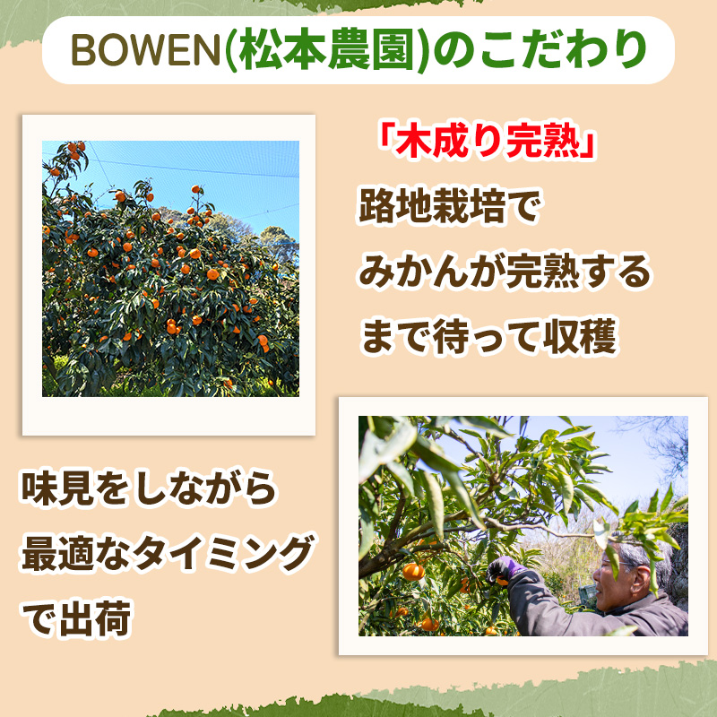 【5月から発送】 春 みかん カラマンダリン 家庭用 2.5kg｜みかん 蜜柑 旬 わけあり 訳あり 甘い 柑橘 果物 フルーツ 糖度 愛媛 松山