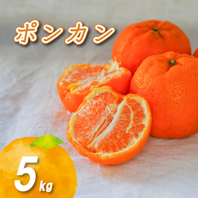 ポンカン 5kg 低農薬栽培 【2026年2月中旬から順次発送】 | 数量選択可 ぽんかん ポンカン みかん ミカン 蜜柑 柑橘 数量限定 愛媛県産 松山市 中島 低農薬 愛媛県