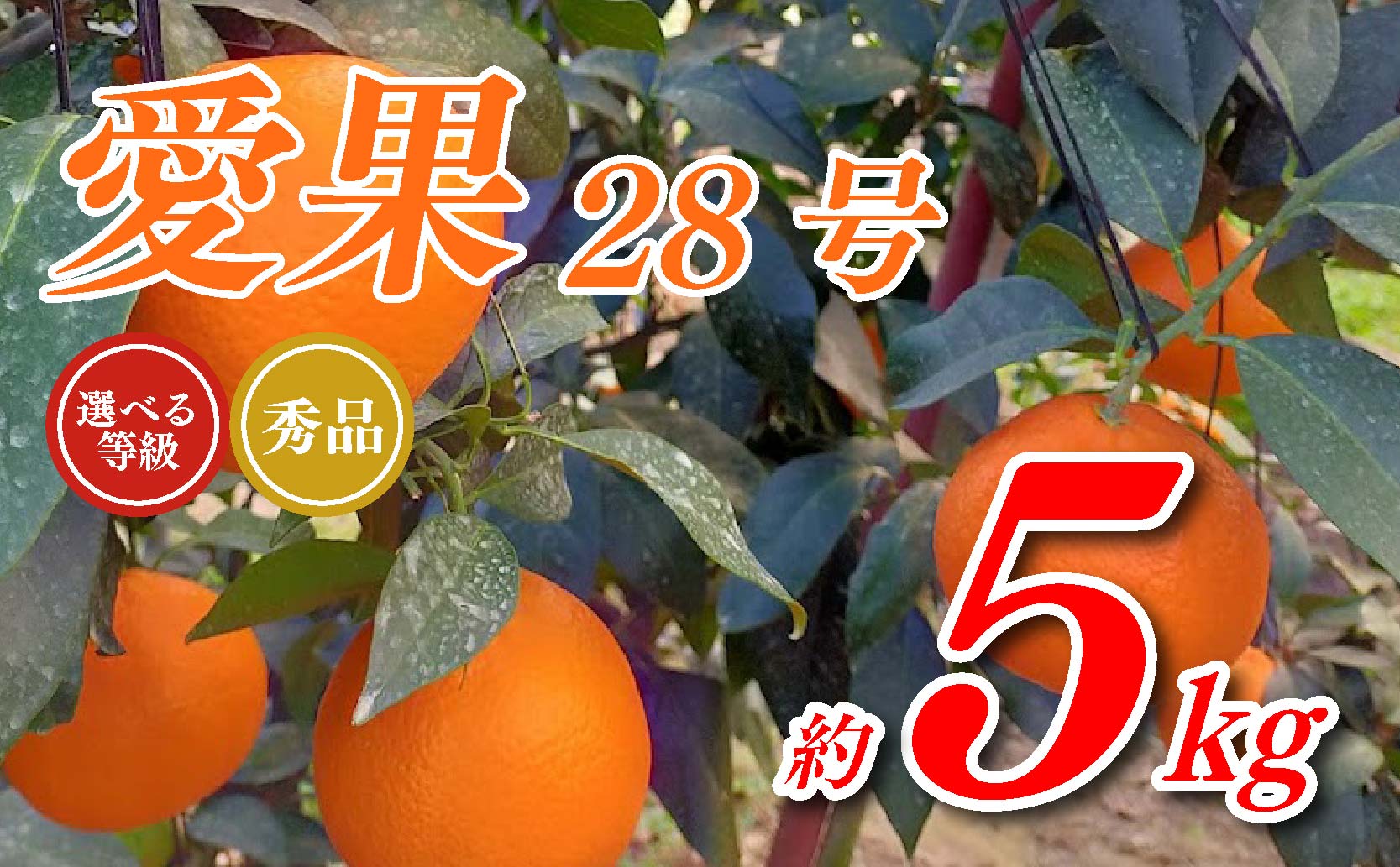 愛果28号 5kg あいか 秀品 愛果 みかん 柑橘 蜜柑 フルーツ 先行予約 松山市 愛媛県 数量限定 【 2024年 11月 12月発送 】