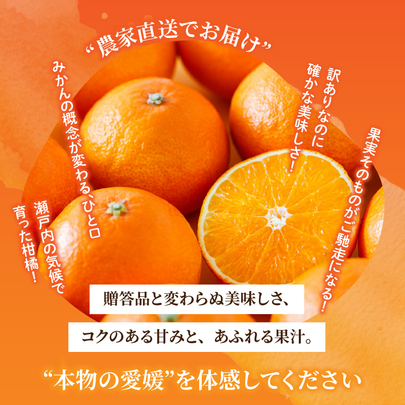 愛果28号 (紅まどんな と同品種) ご家庭用 お試し 1kg (4～5個) 【2026年11月下旬より順次発送】 | 訳あり 愛果 あいか 紅まどんな 紅マドンナ と 同品種 みかん まどんな ワケアリ 柑橘 みかん 果物  おすすめ 高級 人気 お取り寄せ グルメ ギフト 期間  ご当地 愛媛三大柑橘（ 紅まどんな せとか 甘平 ） 愛媛県 松山市  蓮果園