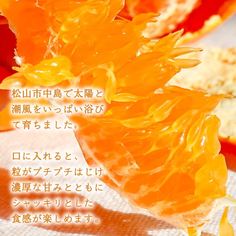 ã2027幎2æé ããé æ¬¡çºéã çå¹³ 2kg | æ°ééžæå¯ ã¿ãã ãã«ã³ èæ ææ© æ°ééå® æåªçç£ æŸå±±åž äžå³¶