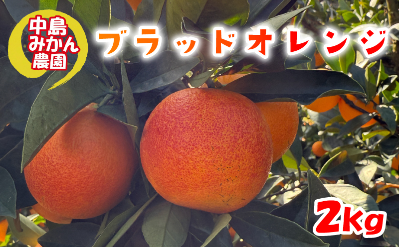 【2026年2月中旬頃から発送】 ブラッドオレンジ  2kg 家庭用 | ブラッドオレンジ 国産 柑橘 愛媛 訳あり 家庭用 フルーツ 甘酸っぱい 赤い果肉 タロッコ モロ ジュース 愛媛 松山 中島みかん農園