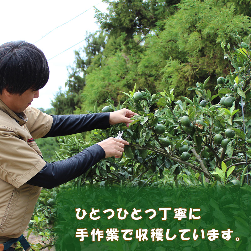 【2026年5月から発送】春 みかん カラマンダリン 家庭用 2kg｜みかん 蜜柑 旬 わけあり 訳あり 甘い 柑橘 果物 フルーツ 糖度 愛媛 松山