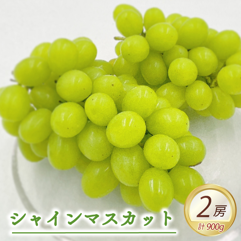 ★8月下旬から発送★ 松山市産 シャインマスカット 2房（計900g） ぶどう 葡萄 フルーツ 果物 産地直送 松山市産 フジ・アグリフーズ 期間限定 先行予約 くだもの ブドウ 大粒 おすすめ 人気 旬