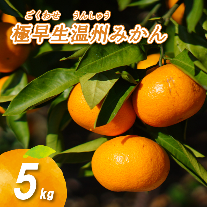 【2026年11月下旬頃から順次発送】 温州みかん 5kg | 数量選択可 ミカン 早生 わせ ミカン 南柑20号 みかん 数量限定 みかん 愛媛県産 みかん 松山市 みかん 中島 みかん 温州みかん みかん 蜜柑 温州みかん ミカン みかん 旬 温州みかん 農音のミカン 青果物 みかん 温州みかん 中島産のみかん 柑橘 かんきつ 蜜柑 フルーツ デザート 人気のみかん