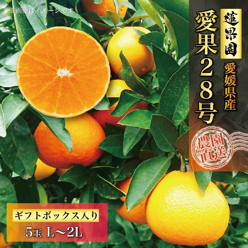 【先行予約】 愛果28号 ギフトボックス L から 2L サイズ 5玉 ご贈答 A品 秀品【11月中旬から発送】 | あいか 紅まどんな 紅マドンナ と 同品種 愛媛みかん みかん ミカン mikan お取り寄せ 産地直送 数量限定 人気 おすすめ 愛媛県 松山市 蓮果園