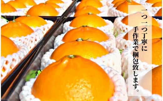 プレミアム【せとか】 化粧箱入 ＜2026年2月~3月頃発送＞　愛媛 松山 ギフト 贈答 プレゼント みかん 先行予約 蜜柑 柑橘 果物 くだもの フルーツ お取り寄せ グルメ 期間限定 数量限定 人気 おすすめ 愛媛県 松山市