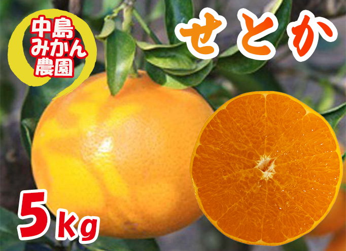 【2026年3月から発送】 せとか 小玉 訳あり 5kg | 先行予約 みかん 蜜柑 柑橘 高級 小粒 わけあり 訳あり 甘い みかん 柑橘 愛媛 糖度 せとか 愛媛 松山