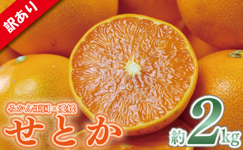 訳あり みかん 家庭用 せとか 約2kg | 訳あり みかん 訳あり柑橘 訳あり商品 せとか みかん 柑橘 松山 愛媛県