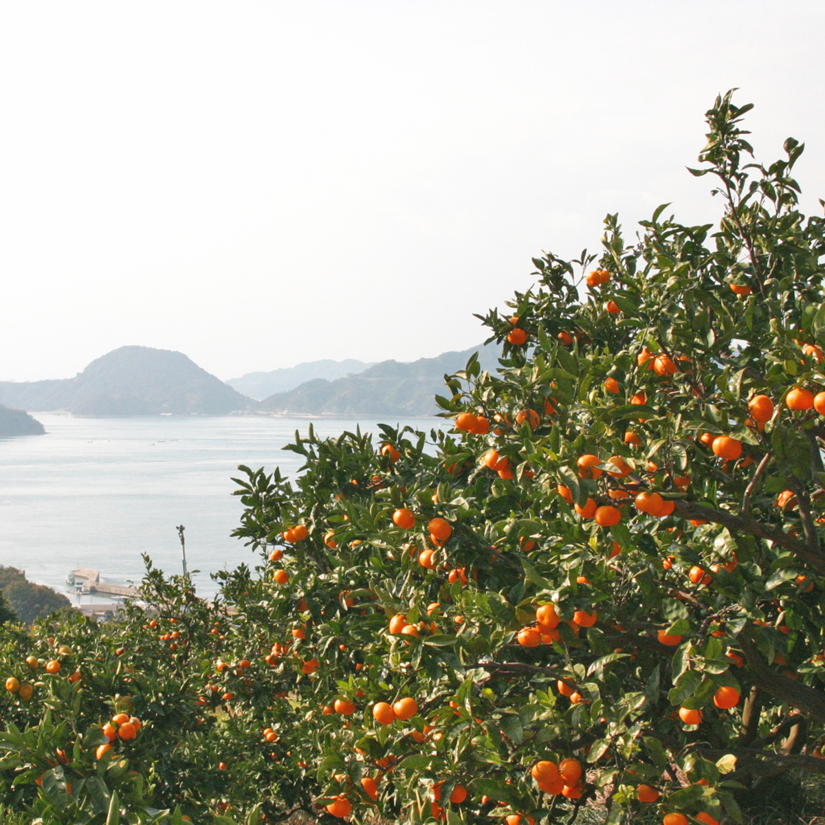 【11月下旬頃から発送予定】温州みかん 2kg 愛媛 中島産 希望の島 家庭用 みかん 柑橘