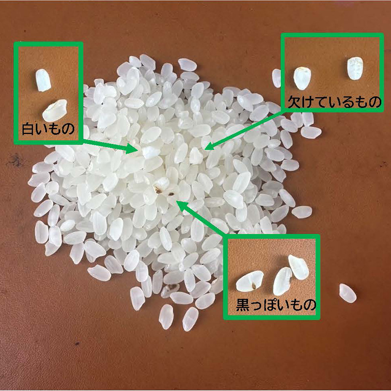 愛媛県産 米10kg 精米 ｜産地直送 国産 白米 ブランド米 期間限定 数量限定 ご当地 愛媛県 松山市