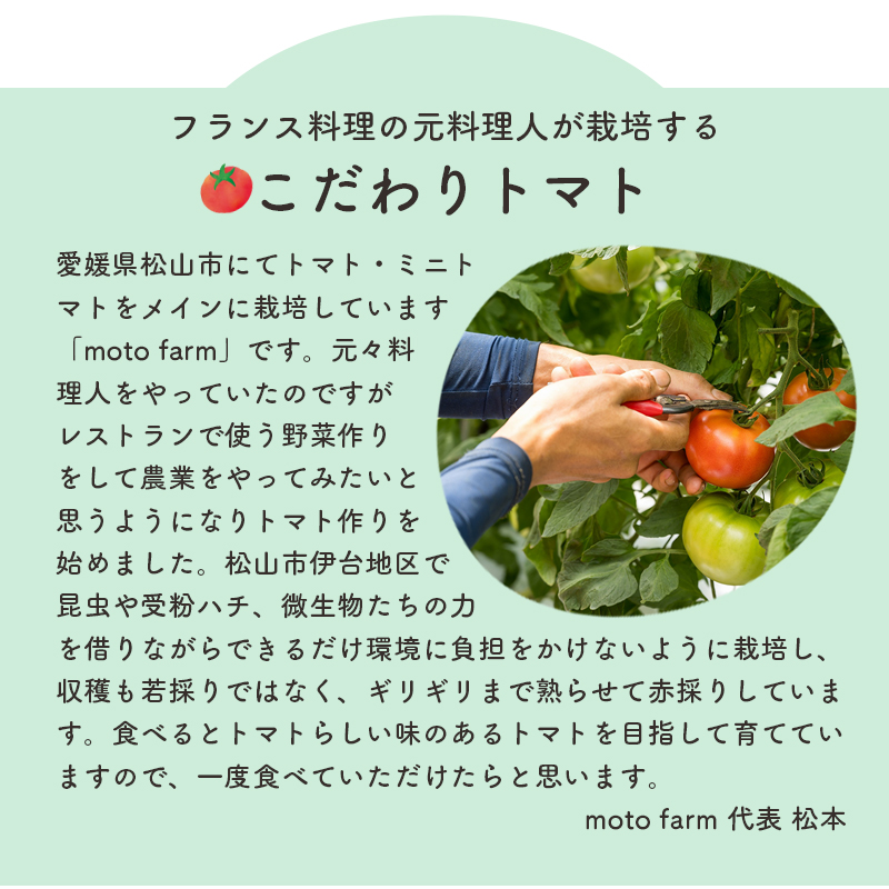 moto farm トマト 2kg  甘みと酸味の絶妙なバランスの麗月トマト 赤採れ  | トマト とまと 野菜 産地直送 数量限定 完熟 赤採れ とまと2kg 愛媛 松山 