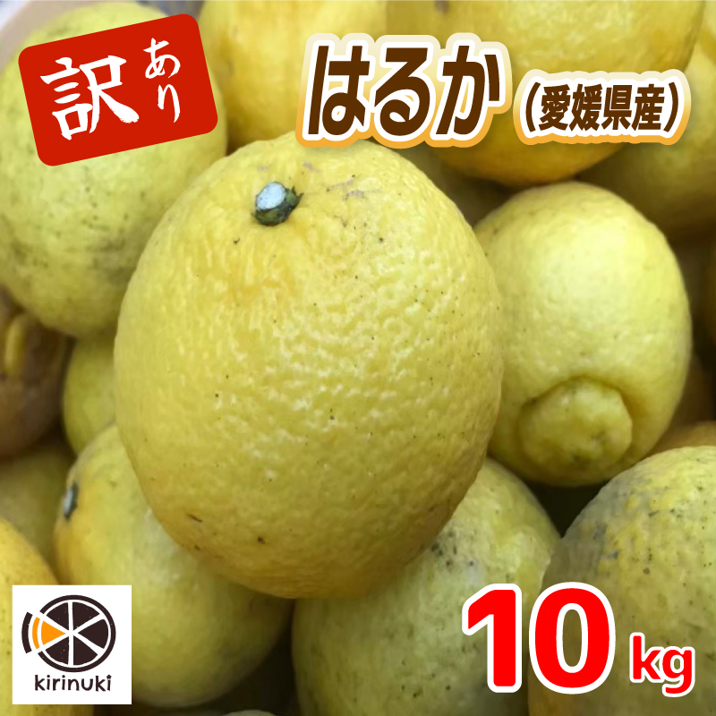 【1月中旬から発送予定】はるか 10キロ（ 訳あり ）| はるか みかん 訳あり 柑橘 みかん 訳あり 柑橘 みかん 訳あり 柑橘 10kg 愛媛県 松山市