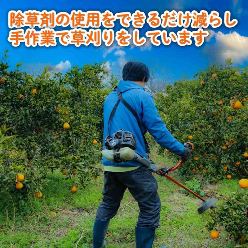 【先行予約】 家庭用 不知火（しらぬい）3kg 光センサー選別 糖度13.5度以上 【2026年2月～3月発送】 ミカン デコポンと同品種 みかん 不知火 家庭用 愛媛県 松山市