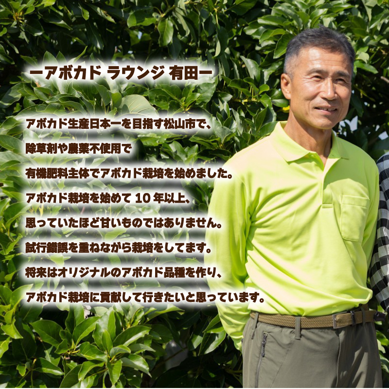 アボカド接ぎ木苗  ハス（Aタイプ）１年生中苗１本 ｜苗 ガーデニング 農業 家庭菜園 野菜 アボカド  あぼかど 国産 アボカド サラダ アボカド 料理 アボカド 健康 アボカド 森のバター 愛媛県 松山市