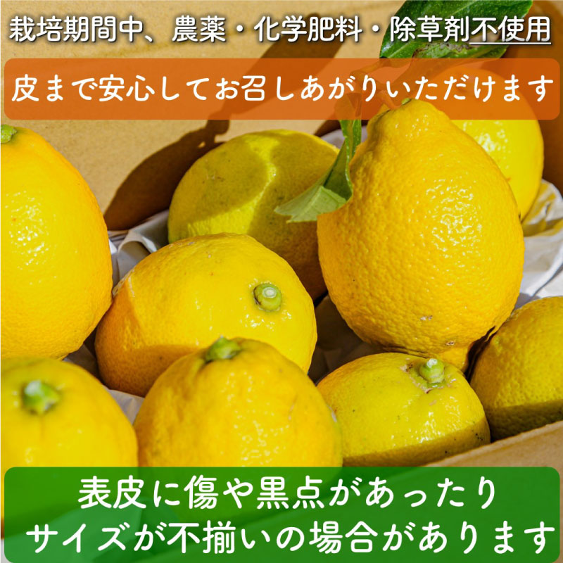 瀬戸内レモン 1.2kg レモン れもん 檸檬 レモン果汁 酸味 果物 ビタミン 健康 フルーツ 柑橘 農家直送 産地直送 数量限定 国産 愛媛 松山 レモン レモンサワー ジュース チューハイ 果物 くだもの 果実 フルーツ 有名 愛媛 愛媛県産 瀬戸内 ビタミン れもん デザート スイーツ 人気 おすすめ