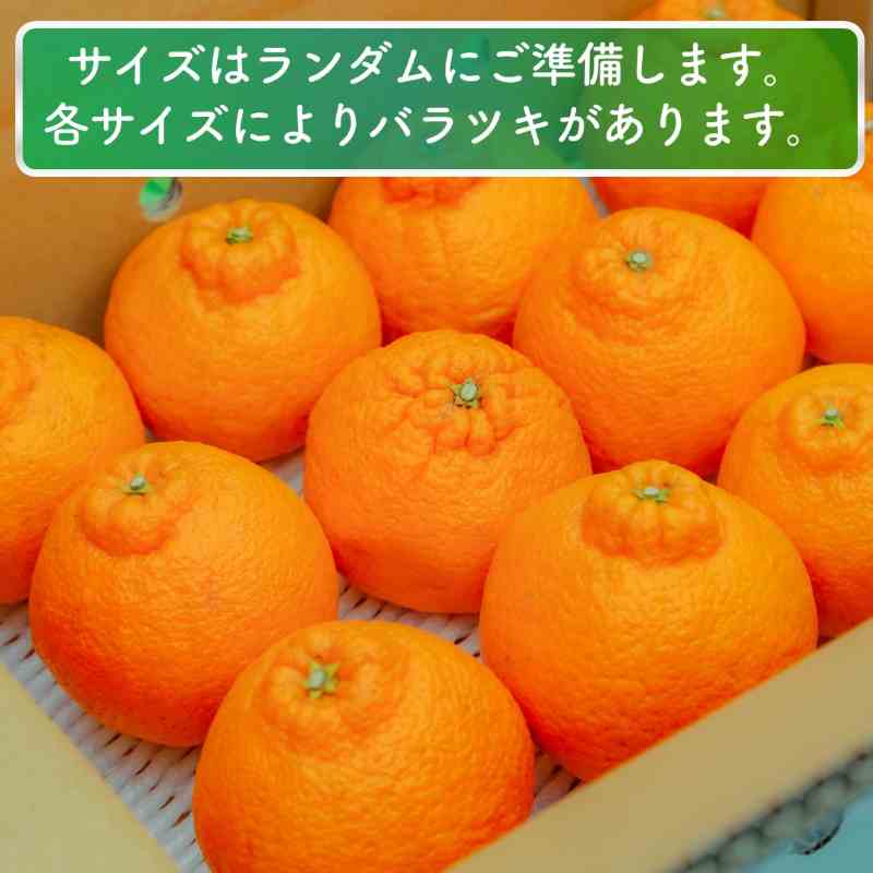 【先行予約】 家庭用 不知火（しらぬい）3kg 光センサー選別 糖度13.5度以上 【2026年2月～3月発送】 ミカン デコポンと同品種 みかん 不知火 家庭用 愛媛県 松山市