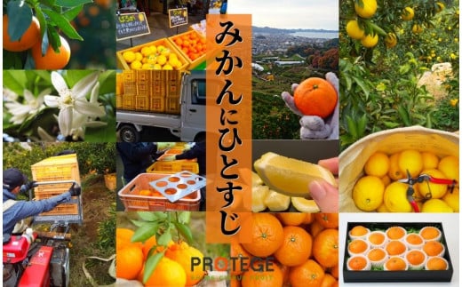 プレミアム【せとか】 化粧箱入 ＜2026年2月~3月頃発送＞　愛媛 松山 ギフト 贈答 プレゼント みかん 先行予約 蜜柑 柑橘 果物 くだもの フルーツ お取り寄せ グルメ 期間限定 数量限定 人気 おすすめ 愛媛県 松山市