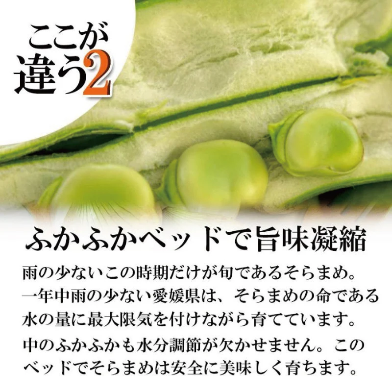【2026年5月中旬頃から順次発送】  訳あり そら豆 約1.5kg ( 訳あり 野菜 ソラマメ そらまめ 旬の野菜 松山 愛媛県 )