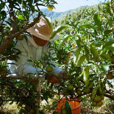 ã宿¹å°ããæ°ééå®ãã©ã€ã çŽ1kg(å®¶åºçš) ãK003610K1ãã1676980ã