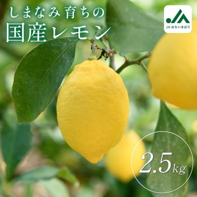 【先行受付】瀬戸内レモン 2.5kg　L〜M　秀品　小箱【配送不可地域：離島】【1739185】