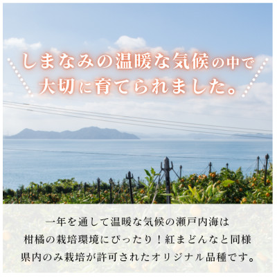 4L〜2L 8〜12玉、1月中旬〜2月に発送【先行受付】高級柑橘 甘平 (化粧箱入)【C64】【1111438】