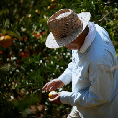 ã宿¹å°ããæ°ééå®ãã©ã€ã çŽ1kg(å®¶åºçš) ãK003610K1ãã1676980ã