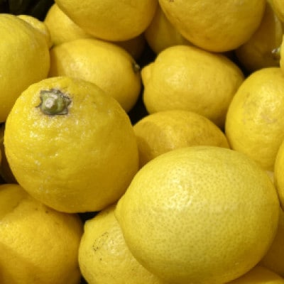 [宗方印][数量限定]レモン 約1.5kg(家庭用) [K003620K1.5]