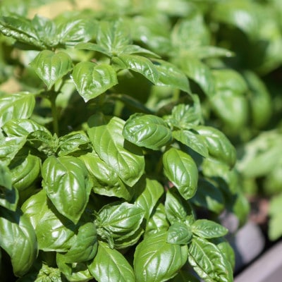 しまなみピッツァ しまなみ海道伯方島小麦100% 伯方の塩使用 人気ピザ3枚 冷凍 V003180【配送不可地域：離島】【1625106】