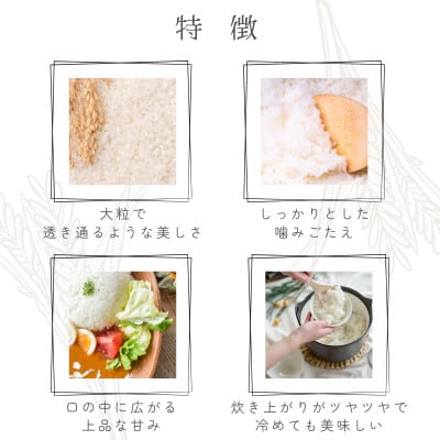 【ふるさと納税】令和7年産 愛媛県産 ひめの凜 10kg 【V003290K10】【1682398】