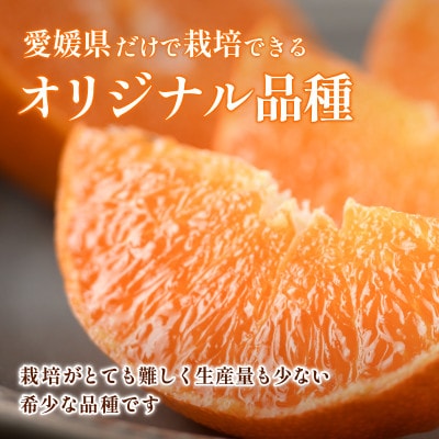 【先行予約】甘平 2.5kg 家庭用 高級柑橘 甘い 小箱 愛媛県オリジナル品種【配送不可地域：離島】【1738867】