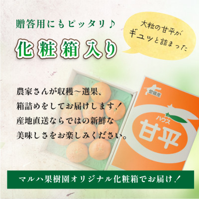 【先行予約】マルハ　甘平　4L〜3L　8〜10玉　2025年1月から順次発送【K002030】【配送不可地域：離島】【1519945】