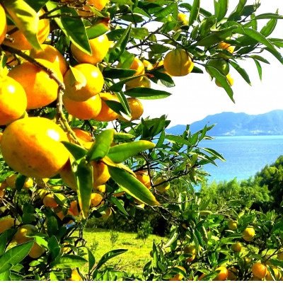 大三島しまなみサボン&今治オーガニックタオルギフトセット[VB02600]【配送不可地域：沖縄県】【1655520】