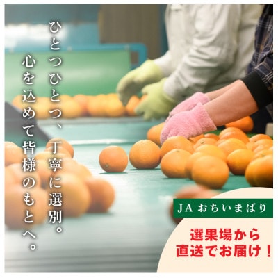 愛媛県今治産柑橘 せとか 5kg 甘くてジューシーな大人気果物【ご家庭用】【C077】【配送不可地域：離島】【1304862】