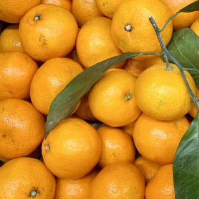 [宗方印][数量限定]温州みかん 約3kg(家庭用)[K003650K3]