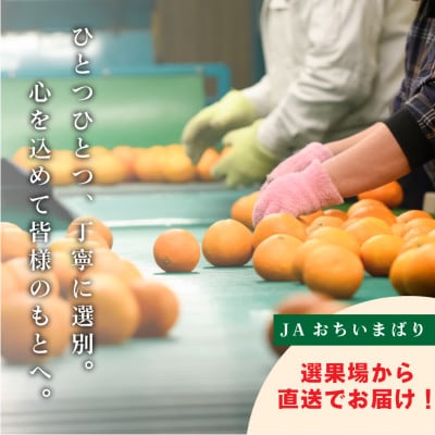 愛媛県今治産柑橘 甘平 5kg シャキッと食感の大人気果物【ご家庭用】【C078】【配送不可地域：離島】【1304861】