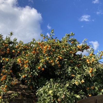 ã宿¹å°ããæ°ééå®ãããšã çŽ1.5kg(å®¶åºçš) ãK003570K1.5ãã1676976ã