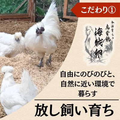 【毎月定期便】【愛媛産】海賊卵【烏骨鶏卵】12個【VE00840】全6回【配送不可地域：離島】【4073181】
