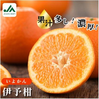 えひめ 柑橘 今治産 伊予柑 10kg 【B208】【1082878】