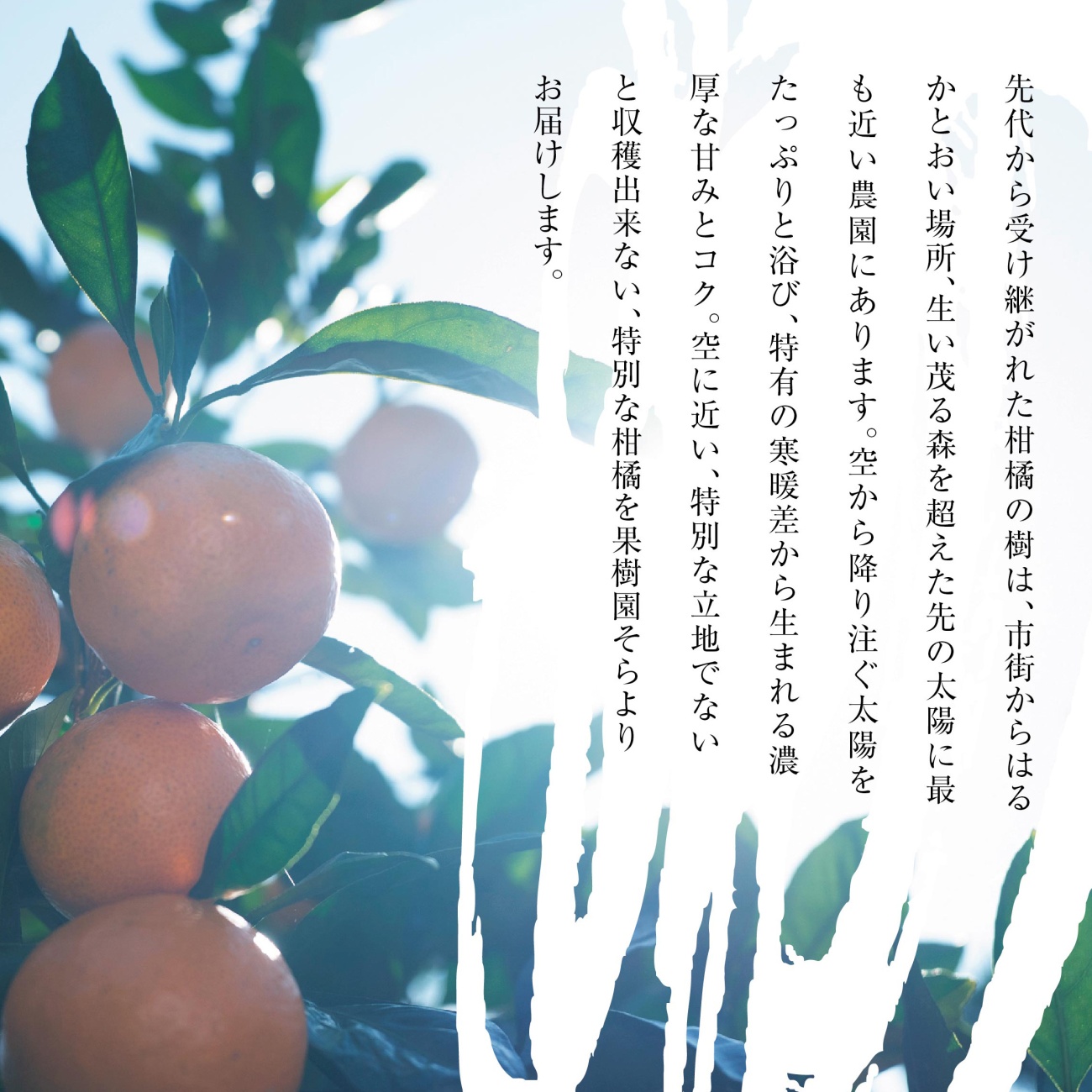 【先行受付】天空の果樹園から届く そらみかんプレミアムシリーズ (5kg)【95-22】【1760137】YWTAQ022