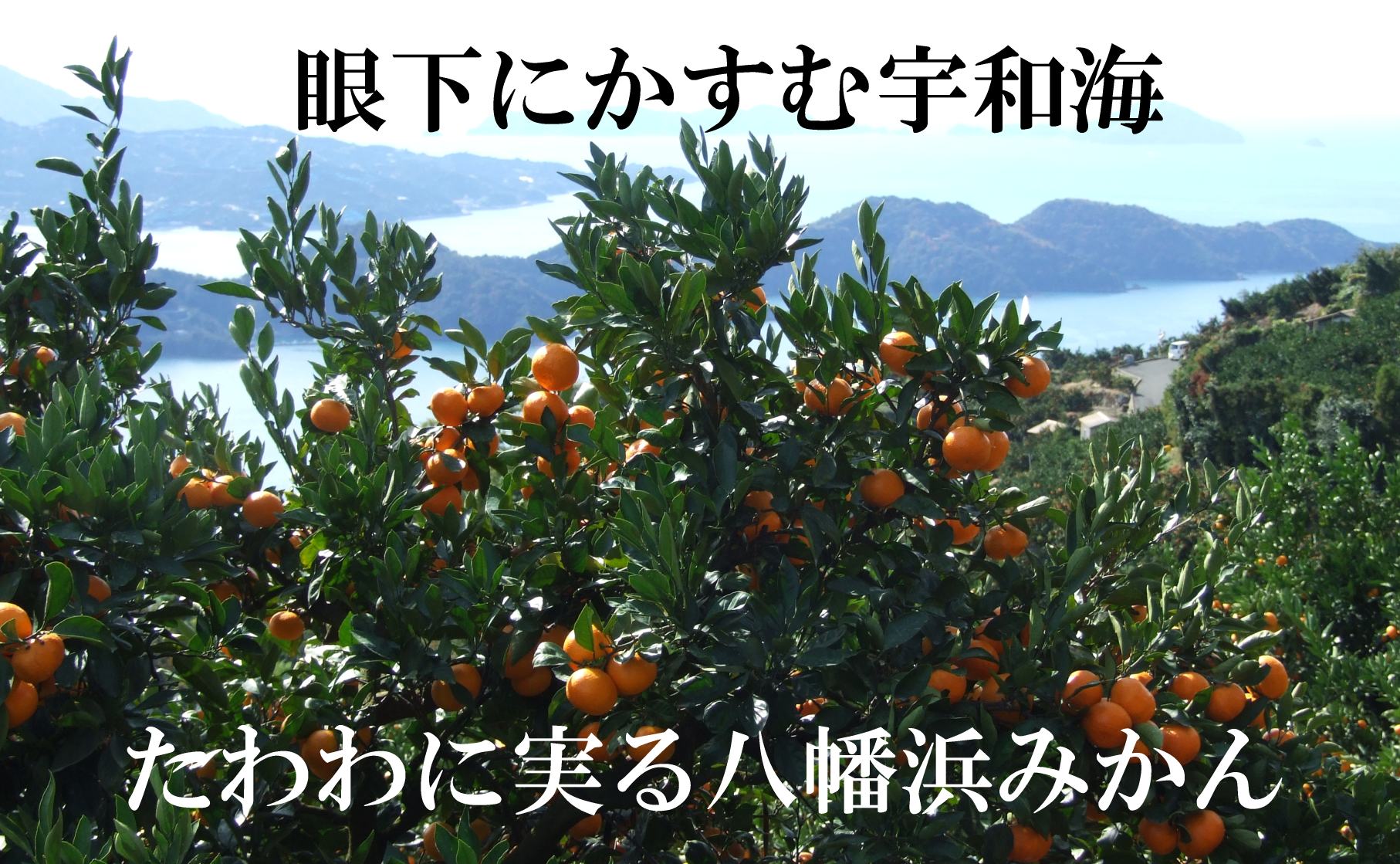 2026蟷エ11譛医憺谺。蜃コ闕キ縲蟆冗イ偵サ豼蜴壹↑蜻ウ繧上>!!縲悟ォ蟷。豬懷ー冗脂縺」蟄舌∩縺九s縲咲エ3kg縲植39-80縲代宣埼∽ク榊庄蝨ー蝓滂シ夐屬蟲カ縲代1639302縲 YWTF055