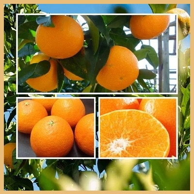 極撰柑橘 【雅】光センサー 合格品・プルプル食感「 マドンナ 」 約3キロ【E39-70】【配送不可地域：離島】【1620366】