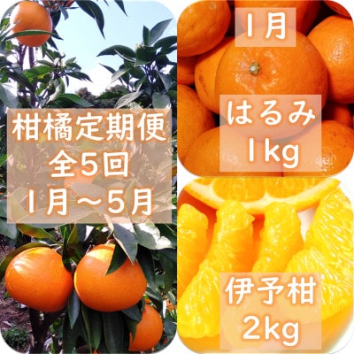 【発送月固定定期便】愛咲果樹園「9種の柑橘定期便」(1月〜5月)【H71-32】全5回【4069714】