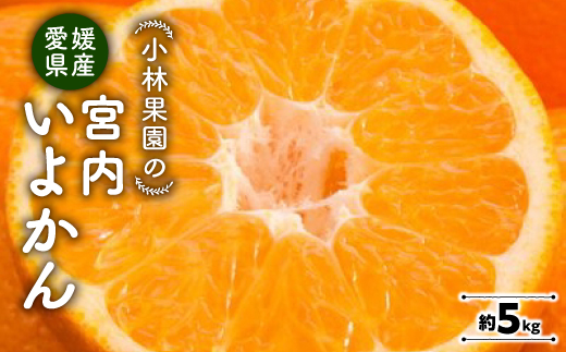 小林果園の宮内いよかん(約5kg)【C24-19】【1124425】