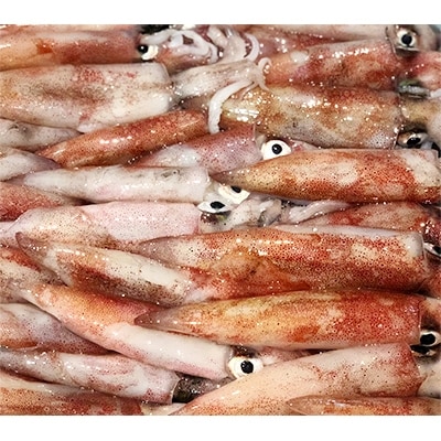 竹中水産のオススメ「剣先イカ2キロ以上!」【F22-228】【配送不可地域：離島】【1060852】