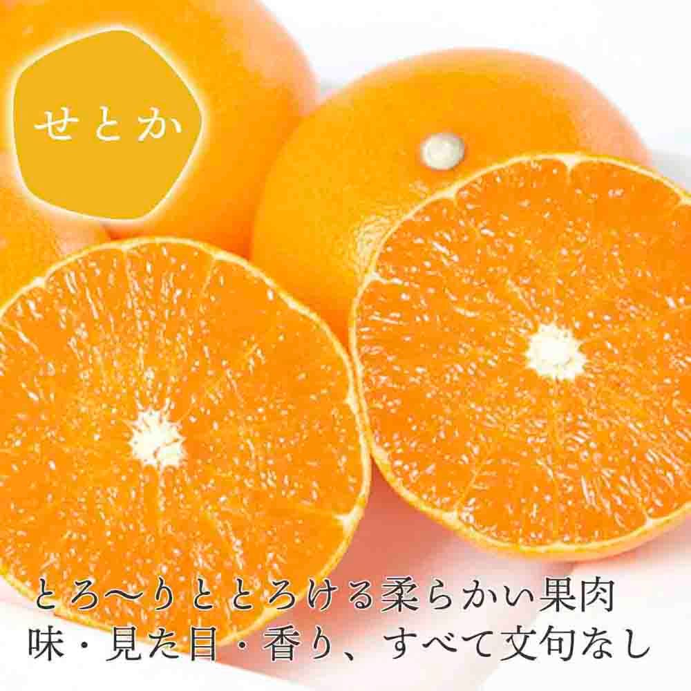 【先行受付】 【ご家庭用】せとか 1.5kg みかん 愛媛県 八幡浜産市 西宇和地区 柑橘の女王【C25-299】【1713013】 YWTAP240