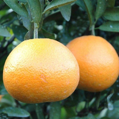 愛媛県産みやうちいよかん【訳あり】10kg【E35-31】【1609732】